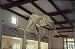 Grey whale and various aquatic animal skeletons.